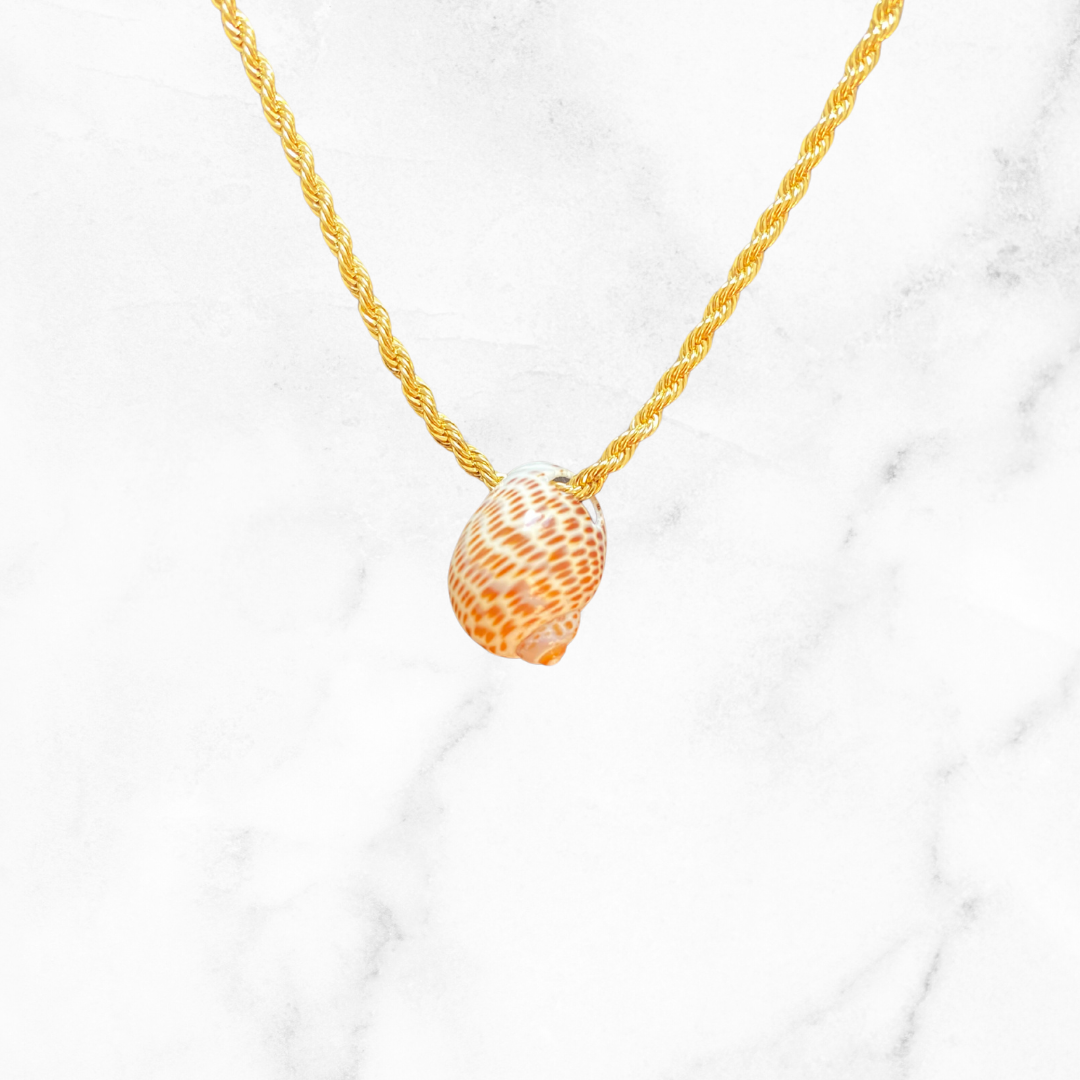 Seashell Glow