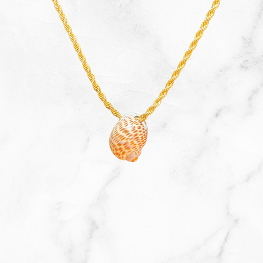 Seashell Glow